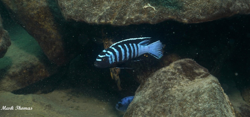 Cynotilapia zebroides 'Mitande Reef (Rocks)'